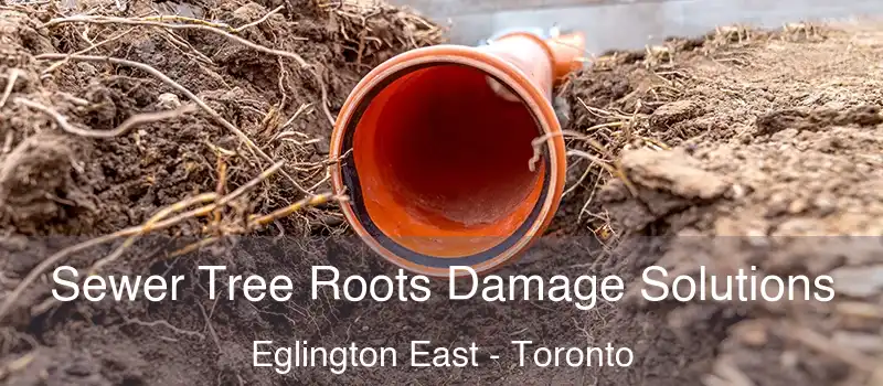 Sewer Tree Roots Damage Solutions Eglington East - Toronto